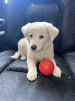 Peaches, a female Australian Shepherd and Border Collie for sale in Chula Vista, CA – 3 of 10