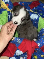 Clark, a male Border Collie for sale in Chula Vista, CA – 6 of 9