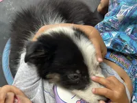Prince, a male Border Collie for sale in Chula Vista, CA – 4 of 7