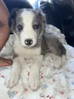 Jolly Rancher, a male Australian Shepherd and Border Collie for sale in Chula Vista, CA – 9 of 10