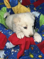 Elsa, a female Border Collie for sale in Chula Vista, CA – 2 of 9