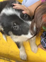 Snow, a female Border Collie for sale in Chula Vista, CA – 5 of 9