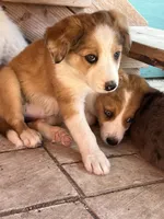 Trixie, a female Australian Shepherd and Border Collie for sale in Chula Vista, CA – 5 of 10