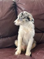 Candy, a female Border Collie for sale in Chula Vista, CA – 5 of 10
