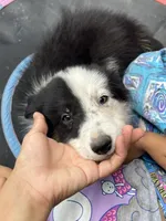 Prince, a male Border Collie for sale in Chula Vista, CA – 2 of 7