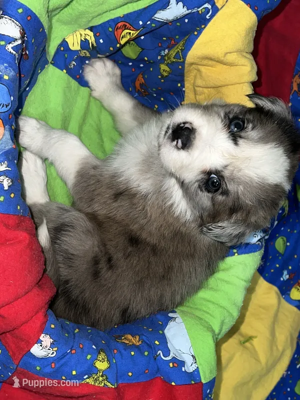 Bruce – Border Collie puppy on hold in Chula Vista, CA