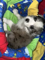 Bruce, a male Border Collie for sale in Chula Vista, CA – 1 of 10