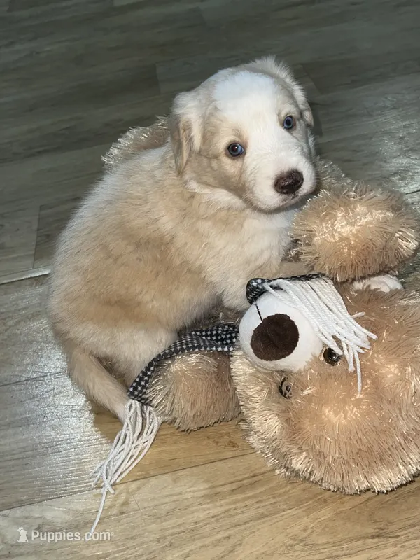 Olaf – Border Collie puppy for sale in Chula Vista, CA