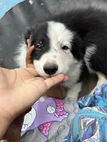 Prince, a male Border Collie for sale in Chula Vista, CA – 5 of 7