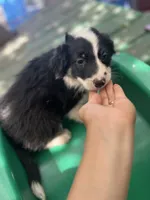 Tony, a male Border Collie for sale in Chula Vista, CA – 5 of 10