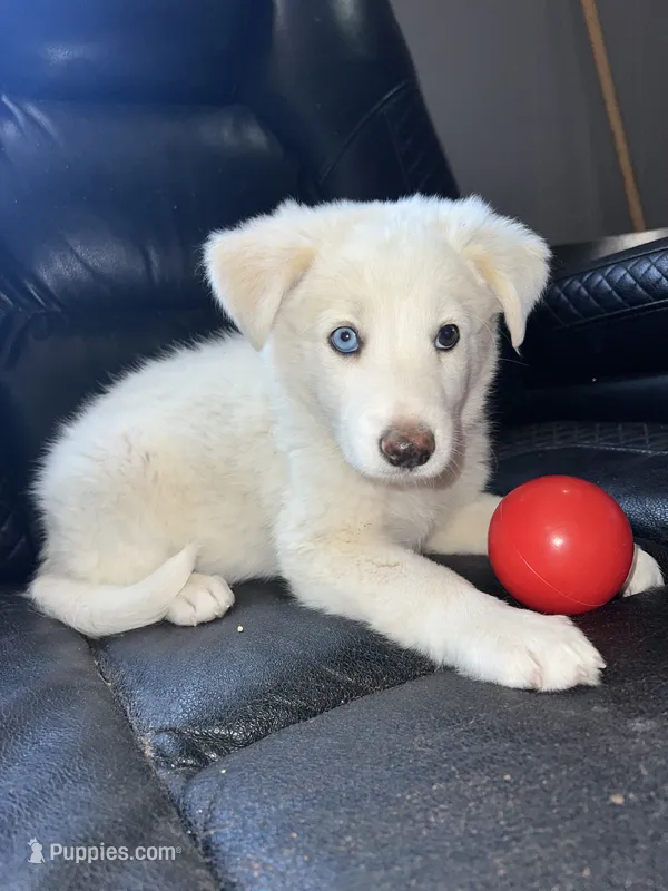 Peaches – Australian Shepherd, Border Collie puppy for sale in Chula Vista, CA