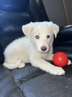 Peaches, a female Australian Shepherd and Border Collie for sale in Chula Vista, CA – 1 of 10