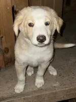 Ken  - Golden Aussie Collie, a male Border Collie for sale in Chula Vista, CA – 8 of 9