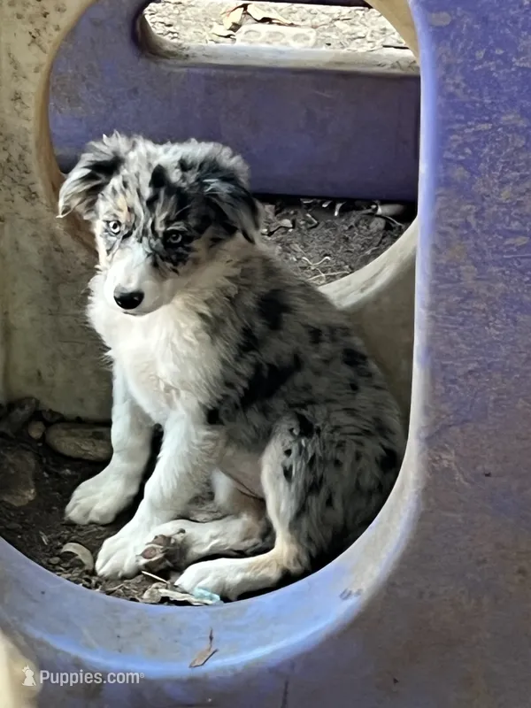 Candy – Border Collie puppy for sale in Chula Vista, CA