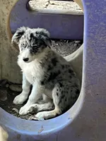 Candy, a male Border Collie for sale in Chula Vista, CA – 1 of 10