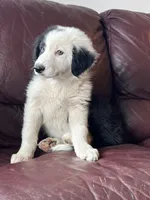 Cookie, a male Border Collie for sale in Chula Vista, CA – 3 of 10