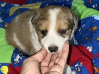 Jasmine, a female Border Collie for sale in Chula Vista, CA – 10 of 10