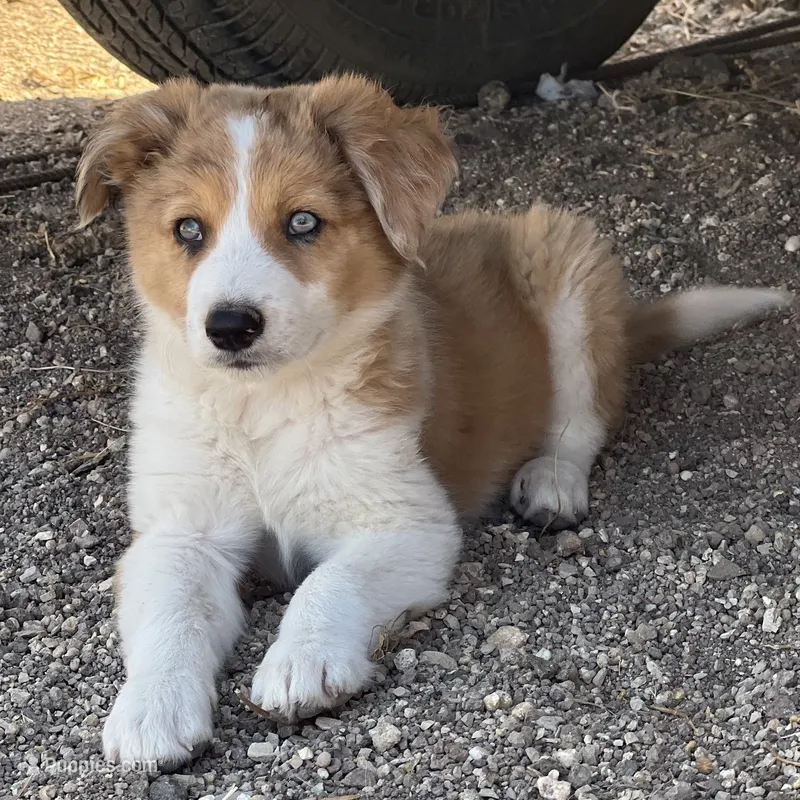 Dixie – Australian Shepherd, Border Collie puppy for sale in Chula Vista, CA