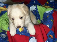 Olaf, a female Border Collie for sale in Chula Vista, CA – 7 of 10