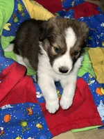 Teddy, a male Border Collie for sale in Chula Vista, CA – 10 of 10