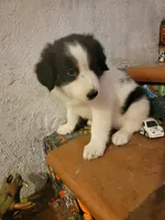 Waylon, a male Border Collie for sale in Chula Vista, CA – 4 of 10