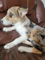 Sparky , a female Border Collie for sale in Chula Vista, CA – 6 of 10