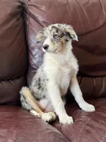 Candy, a female Border Collie for sale in Chula Vista, CA – 9 of 10
