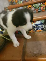 Waylon, a male Border Collie for sale in Chula Vista, CA – 6 of 10