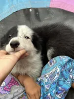 Prince, a male Border Collie for sale in Chula Vista, CA – 7 of 7