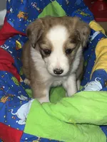 Ariel, a female Border Collie for sale in Chula Vista, CA – 9 of 9