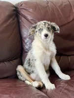 Candy, a female Border Collie for sale in Chula Vista, CA – 3 of 10