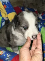Clark, a male Border Collie for sale in Chula Vista, CA – 2 of 9