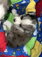 Bruce, a male Border Collie for sale in Chula Vista, CA – 5 of 10