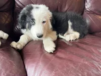Cookie, a male Border Collie for sale in Chula Vista, CA – 7 of 10