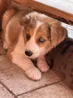 Dixie, a female Australian Shepherd and Border Collie for sale in Chula Vista, CA – 10 of 10