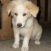 Ken  - Golden Aussie Collie, a male Border Collie for sale in Chula Vista, CA – 4 of 9