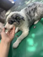 Luka, a male Border Collie for sale in Chula Vista, CA – 8 of 8
