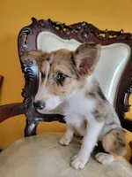 Sparky , a female Border Collie for sale in Chula Vista, CA – 9 of 10