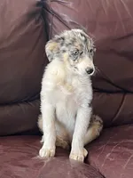 Candy, a female Border Collie for sale in Chula Vista, CA – 4 of 10