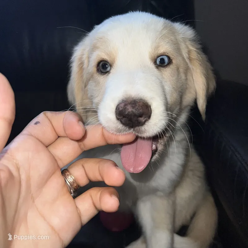 Wayne – Australian Shepherd, Border Collie puppy for sale in Chula Vista, CA