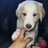 Wayne, a male Australian Shepherd and Border Collie for sale in Chula Vista, CA – 5 of 10