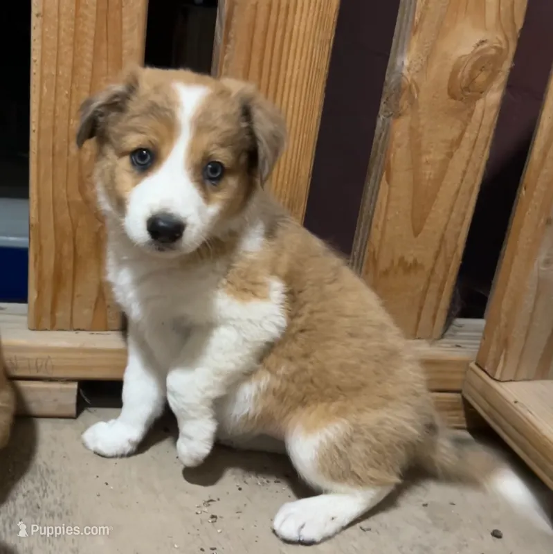 Jasmine – Border Collie puppy for sale in Chula Vista, CA