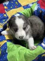 Clark, a male Border Collie for sale in Chula Vista, CA – 7 of 9