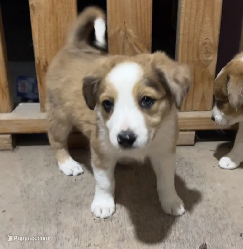 Ariel – Border Collie puppy for sale in Chula Vista, CA