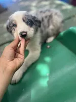 Luka, a male Border Collie for sale in Chula Vista, CA – 2 of 8