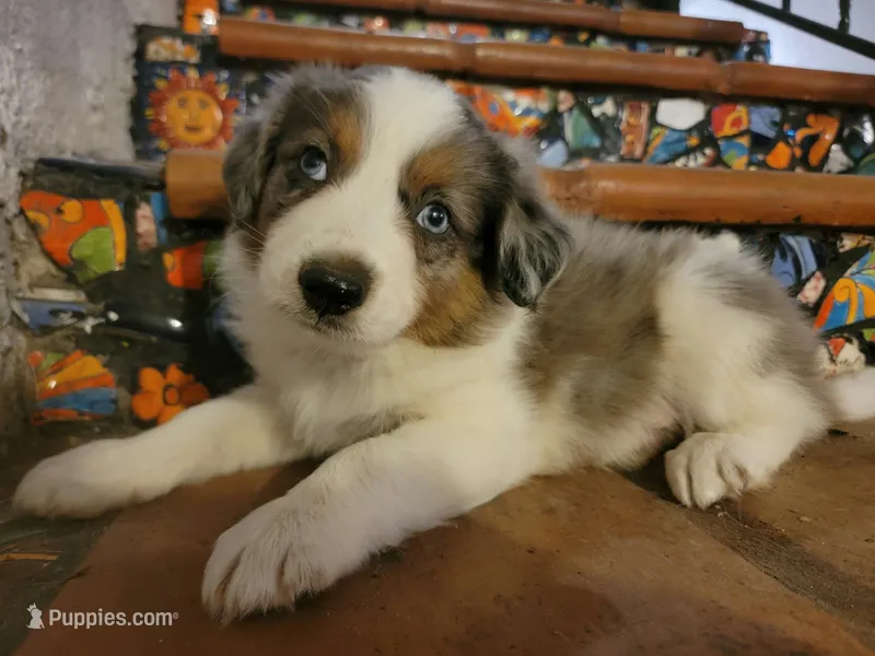 Johnny - tricolor blue merle – Border Collie puppy for sale in Chula Vista, CA