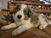 Johnny, a male Border Collie for sale in Chula Vista, CA – 4 of 10