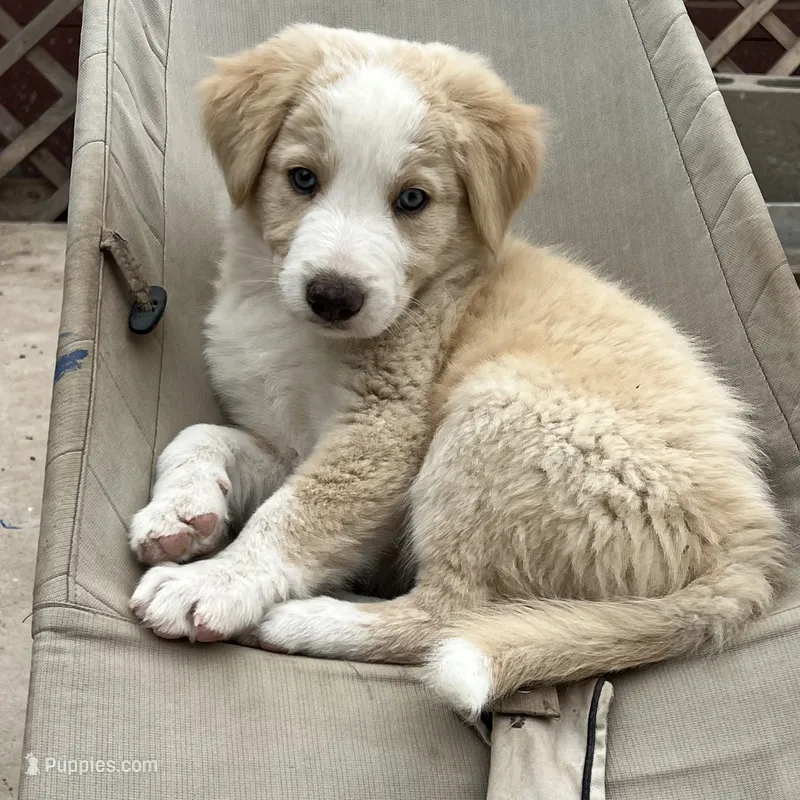 Goldfish – Border Collie puppy for sale in Chula Vista, CA