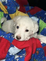 Elsa, a female Border Collie for sale in Chula Vista, CA – 4 of 9