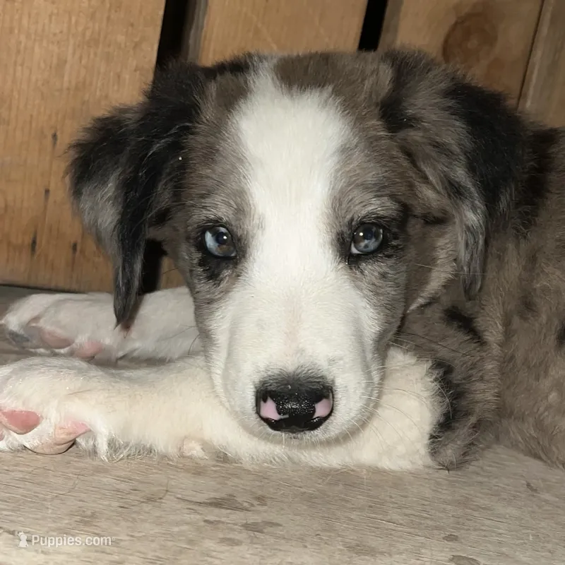 Jolly Rancher – Australian Shepherd, Border Collie puppy for sale in Chula Vista, CA
